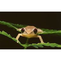 Bermudan Frogs logo